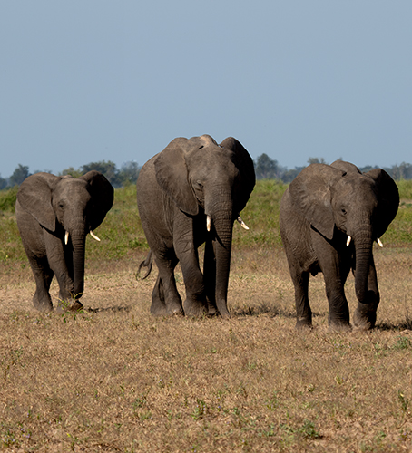 elephant